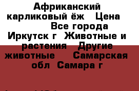 Африканский карликовый ёж › Цена ­ 6 000 - Все города, Иркутск г. Животные и растения » Другие животные   . Самарская обл.,Самара г.